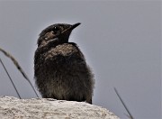 59 ...credevo di essere solo e non osservato...